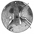 Fig. 3. Mesonephric ridge embryo H 323.