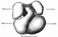 Fig. 170