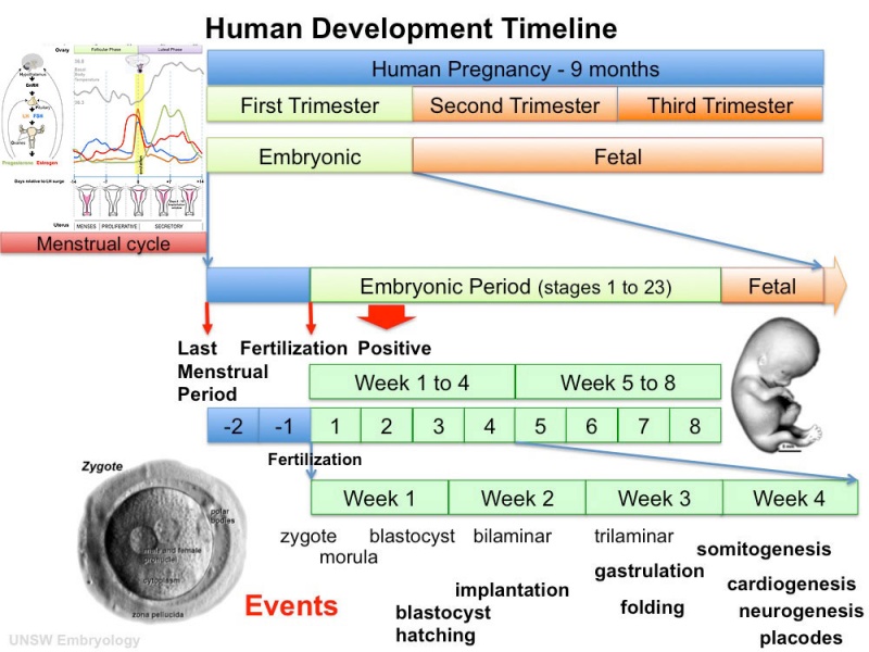 File:Human development timeline graph 01.jpg