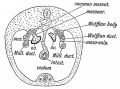 Fig. 60. Diagrammatic section of a foetus at the end of the 2nd month, showing the Attachments of the Ovary and MUllerian duct.