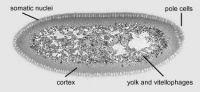 Drosophila stage 5.jpg