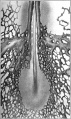 Fig. 1. Ventral view posterior part chick embryo of 17 somites