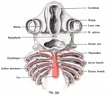 Fig. 535. The aortic arch in the shark embryo (Pristiurus)