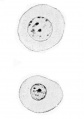 Fig. 355. Two blood-corpuscles human embryo 4 mm