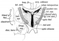 Fig. 169. Diagrammatic Section across the 3rd Ventricle of the Adult to show the Structures formed in its Walls.