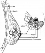 adult mammary anatomy