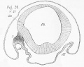 Fig 20.