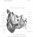 Fig 5. The Left Otic and Occipital Region - viewed from within