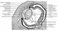 Fig. 467. Section through eye of human embryo of 13-14 weeks.