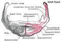 adult hyoid