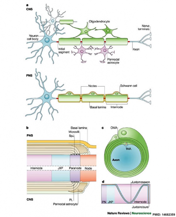 Structure of myelinated axons 01.jpg