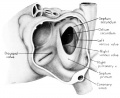 fig 9 Sinistral heart 31.5 mm embryo interatrial septal complex