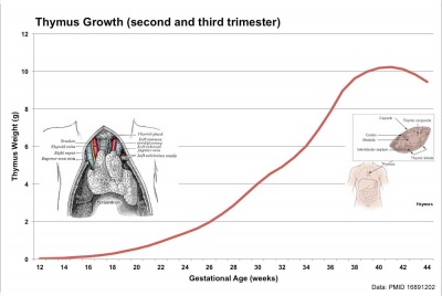Fetal thymus weight growth graph.jpg