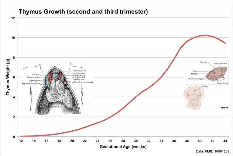 File:Fetal thymus weight growth graph.jpg