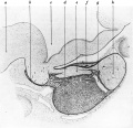 Fig. 6 Pituitary human foetus (month 5)