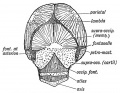 Fig. 132. The Occipital Region in a Foetus of 5 months.