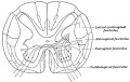 670 Diagram showing afferent (sensory) and efferent fibers