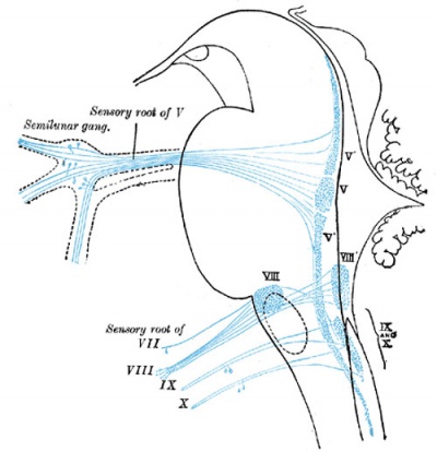 Primary Terminal Nuclei of the Afferent (sensory) Cranial Nerves