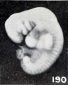 Fig. 190. A well-preserved cyema 5.5 mm., of the same development as the preceding. No. 1380. X4.