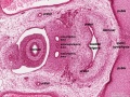 pelvic region - rectum and bladder labeled