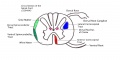 Z3294943 - Student drawn image criteria. Clear diagrammatic illustration of spinal cord cross-section and tracts. You might have explained how the tracts are relevant to your group project.