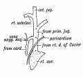 Fig. 181. The Superior Vena Cava of the Adult.