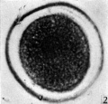 Fig. 2: Photograph of an unsegmented ovum of the pony (P 1) in agar. The nucleus is just visible. x 480.