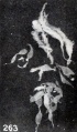 Fig. 263. Fine hydatiform villi. No. 1797. X3.