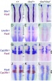 Rat hindbrain E11.5, down-regulated genes and Pax6