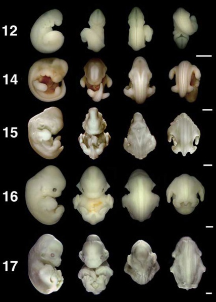 File:Bat embryo stage 12 to 17.jpg
