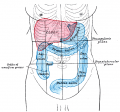 Abdomen Surface Markings for Liver, Stomach, and Great Intestine