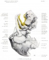 Fig. 3. Wax plate reconstruction of the chondrocranium of a 40mm human fetus (Seen from left side).