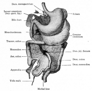 Historic drawing of the developing gastrointestinal tract