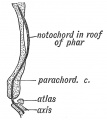 Fig. 53. The relationship of the Notochord to the basilar or parachordal cartilage