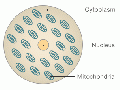 Z77260486 Simplified cell structure Relevant image. Ref, copyright, student template.