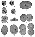 Fig. 7. Reduction of chromosomes in spermatogenesis in Ascaris megalocephala (bivalens).
