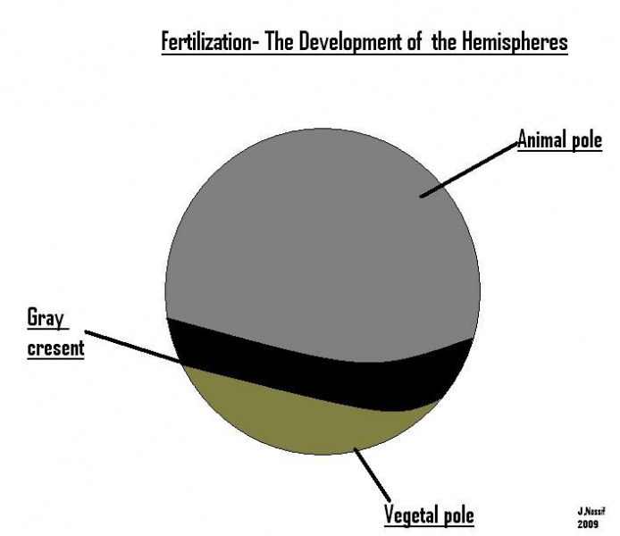 File:Development of Poles in frog Fertilization.jpg