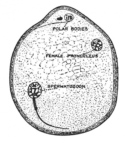 Fig. 9 Mature Ovum of Bat, showing the separated Polar Bodies, the Female Pronucleus and a Spermatozoon about to form a Male Pronucleus.