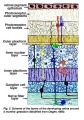 The layers of the retina in the fifth month of development. Credits: Webvision PMID:21413389 [PubMed]