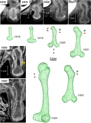 Human embryo femur CS18 to CS23
