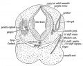 Fig. 35. Diagrammatic Section through the Cephalic region of an embryo, showing the origin of the Auditory System.