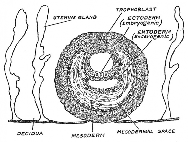Fig. 15 The Blasto-dermic Stage.