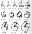 Fig. 49. Ventral views of the heart at various stages to show its changes of shape and its regional differentiation.