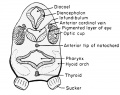 The 7 mm frog tadpole transverse section through the level of the thyroid gland