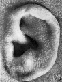 Fig. 59. Embryo No. 1742 191.2 mm