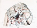 1921 Brain Vascular