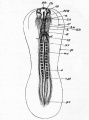 Fig. 28. an embryo chick of about thirty-six hours, viewed from below as a transparent object.