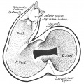 Fig. 1. Diagram showing the relations at an early heart stage