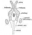 Fig. 135. Diagram of the Trabeculae Cranii, Parachordal Cartilages, and Periotio Capsules.