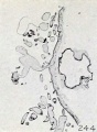 Fig. 244. Appearance of villi in section, same specimen. X7.5.